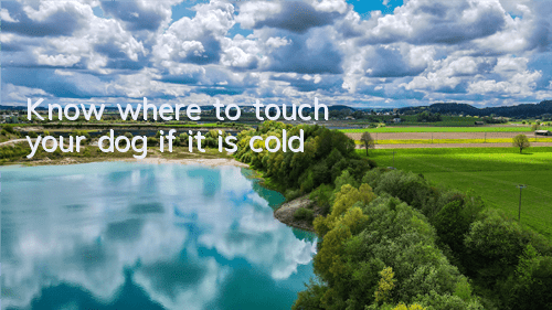Know where to touch your dog if it is cold