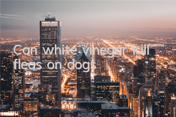 Can white vinegar kill fleas on dogs?