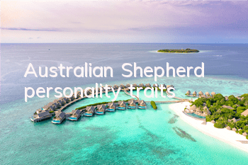 Australian Shepherd personality traits