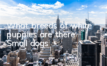 What breeds of white puppies are there? Small dogs