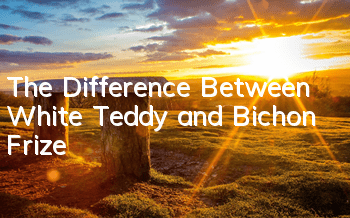 The Difference Between White Teddy and Bichon Frize