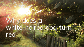 Why does a white-haired dog turn red?