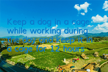 Keep a dog in a cage while working during the day and keep it in a cage for 12 hours