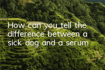 How can you tell the difference between a sick dog and a serum?