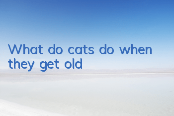 What do cats do when they get old?