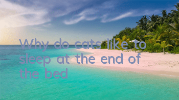 Why do cats like to sleep at the end of the bed?