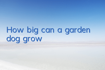 How big can a garden dog grow?