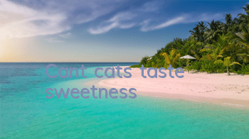 Can’t cats taste sweetness?