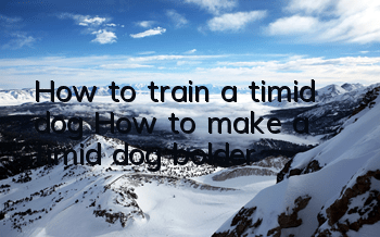 How to train a timid dog How to make a timid dog bolder