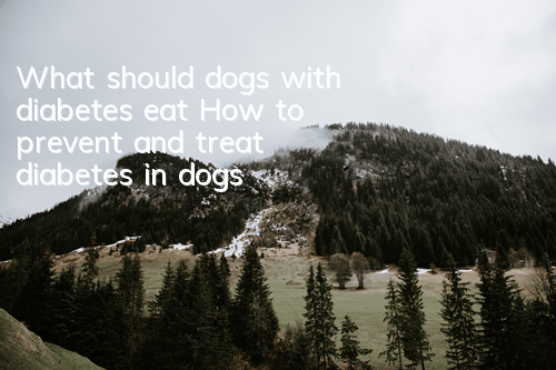 What should dogs with diabetes eat? How to prevent and treat diabetes in dogs