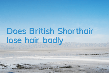 Does British Shorthair lose hair badly?
