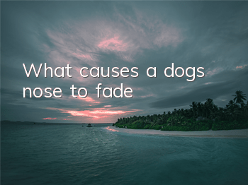 What causes a dog’s nose to fade?