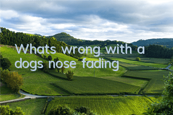 What’s wrong with a dog’s nose fading?