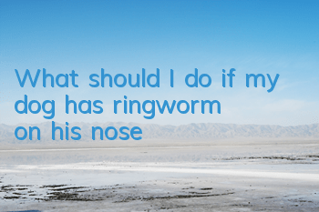 What should I do if my dog ​​has ringworm on his nose?