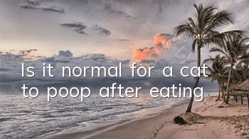 Is it normal for a cat to poop after eating?