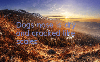 Dog's nose is dry and cracked like scales