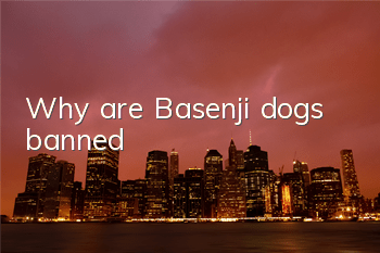TWhy are Basenji dogs banned?