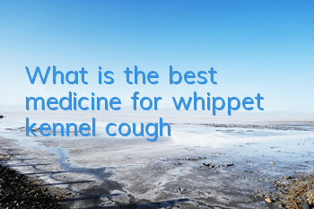 TWhat is the best medicine for whippet kennel cough?
