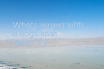 What's wrong with a dog's nose being dry?
