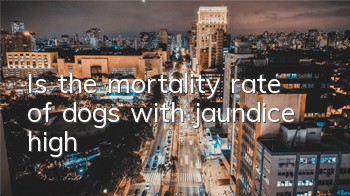 Is the mortality rate of dogs with jaundice high?