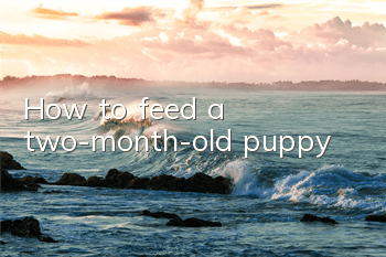 THow to feed a two-month-old puppy