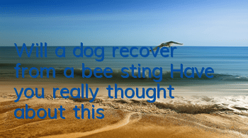 Will a dog recover from a bee sting? Have you really thought about this?