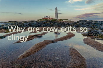 Why are cow cats so clingy?