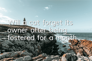 Will a cat forget its owner after being fostered for a month?