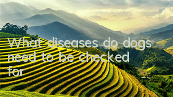 What diseases do dogs need to be checked for?