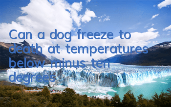 Can a dog freeze to death at temperatures below minus ten degrees?