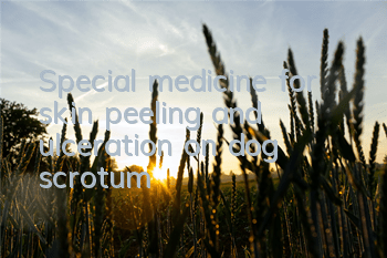 Special medicine for skin peeling and ulceration on dog scrotum