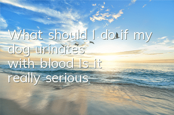What should I do if my dog ​​urinates with blood? Is it really serious?