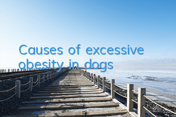 Causes of excessive obesity in dogs