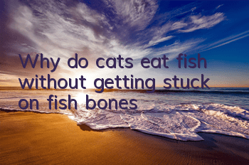 Why do cats eat fish without getting stuck on fish bones?