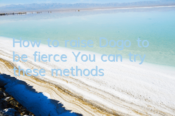 How to raise Dogo to be fierce? You can try these methods