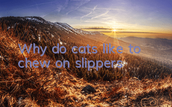 Why do cats like to chew on slippers?