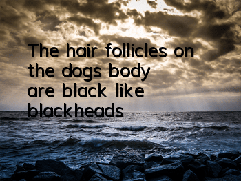 The hair follicles on the dog's body are black like blackheads
