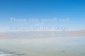 There are small red bumps on the dog’s body that will scab