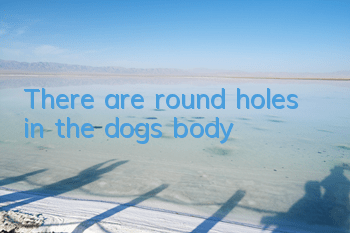There are round holes in the dog’s body