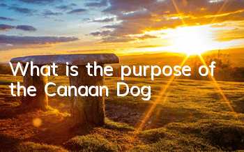 TWhat is the purpose of the Canaan Dog?