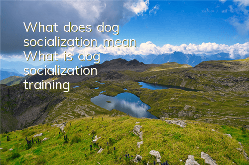 What does dog socialization mean? What is dog socialization training?