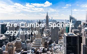 TAre Clumber Spaniels aggressive?