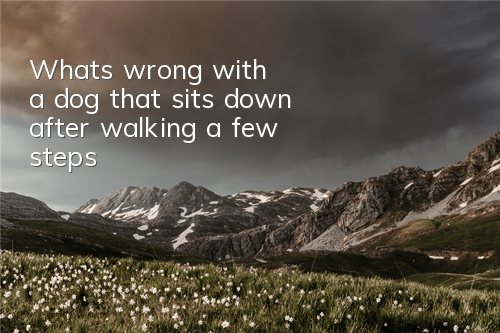 What's wrong with a dog that sits down after walking a few steps?