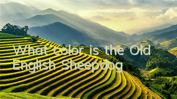 What color is the Old English Sheepdog?