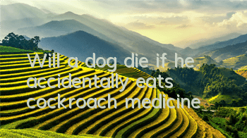 Will a dog die if he accidentally eats cockroach medicine?