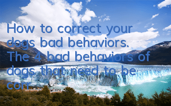 How to correct your dog’s bad behaviors. The 4 bad behaviors of dogs that need to be corrected most!