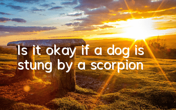 Is it okay if a dog is stung by a scorpion?