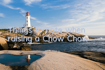TThings to note when raising a Chow Chow