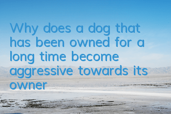 Why does a dog that has been owned for a long time become aggressive towards its owner?