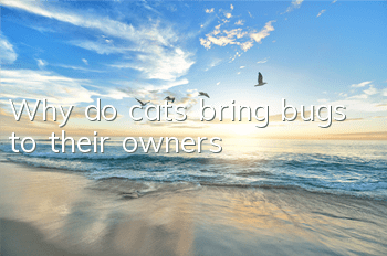Why do cats bring bugs to their owners?
